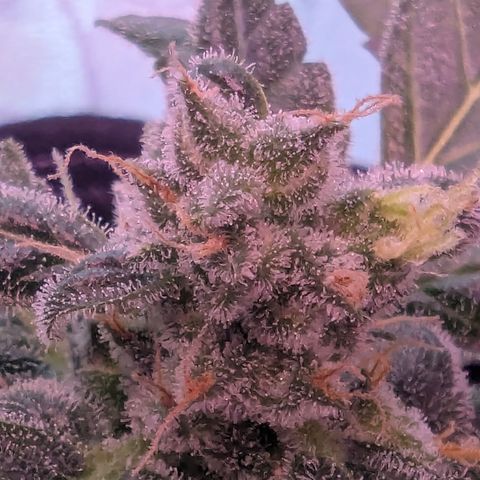 Auto Gorilla Blue growlog timeline photo