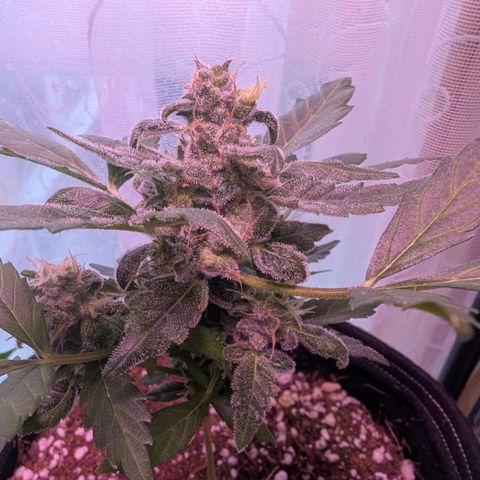Auto Gorilla Blue growlog timeline photo
