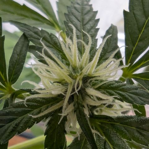 Quick One growlog timeline photo