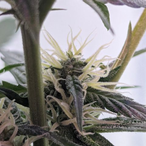 Quick One growlog timeline photo