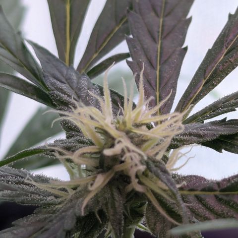 Quick One growlog timeline photo