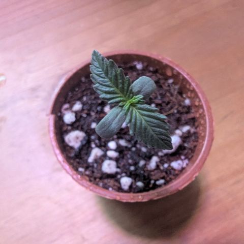 Diesel Automatic growlog timeline photo