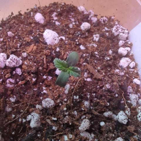 Diesel Automatic 2 growlog timeline photo