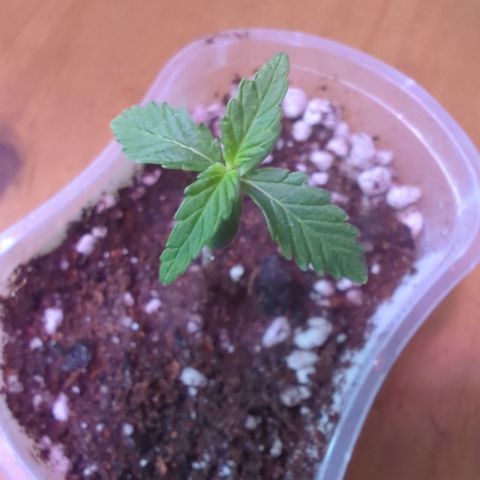 Quick One 2 growlog timeline photo