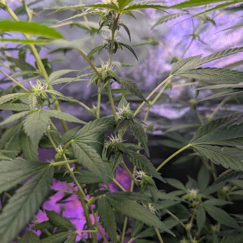 White Widow growlog timeline photo