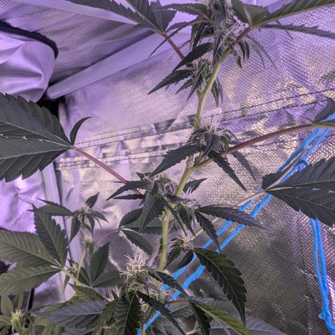 White Widow growlog timeline photo