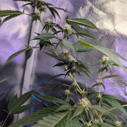 White Widow growlog timeline photo