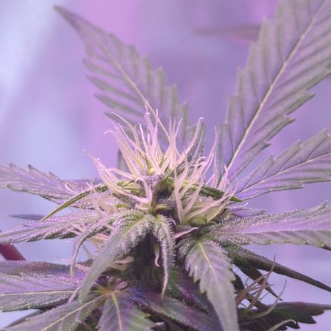 Special Queen #1 growlog timeline photo