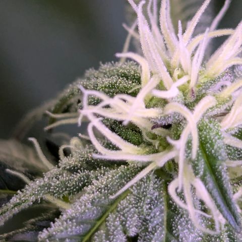 White Widow growlog timeline photo