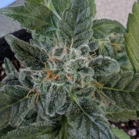Auto Gorilla Blue growlog timeline photo