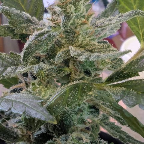 Auto Gorilla Blue growlog timeline photo
