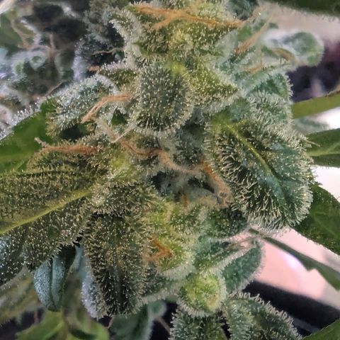 Auto Gorilla Blue growlog timeline photo