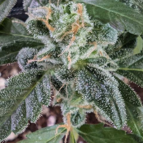 Auto Gorilla Blue growlog timeline photo