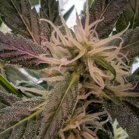 Quick One growlog timeline photo