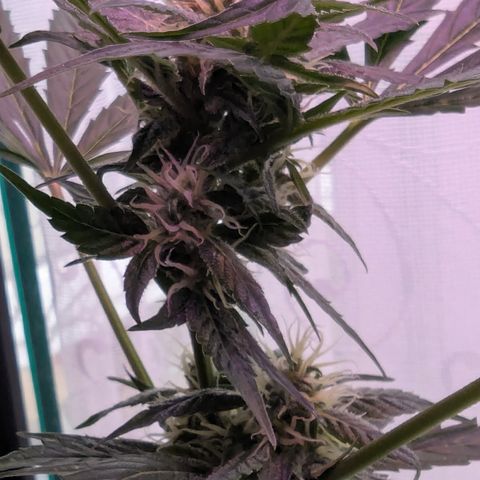 Quick One growlog timeline photo