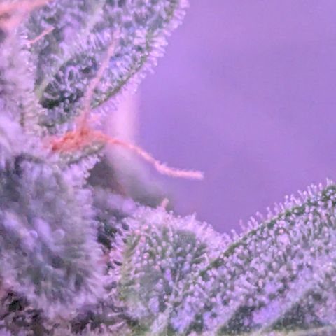 Auto Gorilla Blue growlog timeline photo