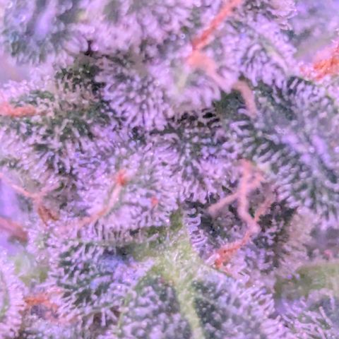 Auto Gorilla Blue growlog timeline photo