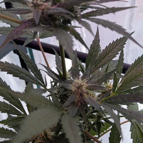 Quick One growlog timeline photo