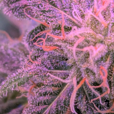 Sherbet Queen Automatic growlog timeline photo