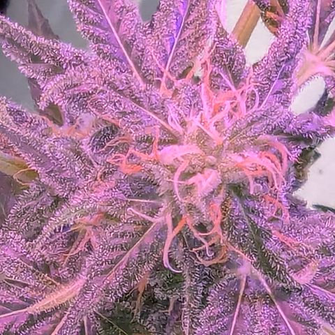 Sherbet Queen Automatic growlog timeline photo