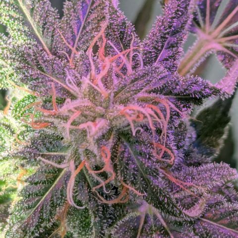 Sherbet Queen Automatic growlog timeline photo