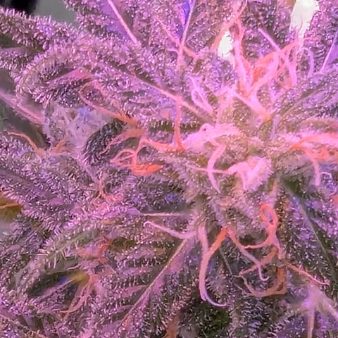 Sherbet Queen Automatic growlog timeline photo