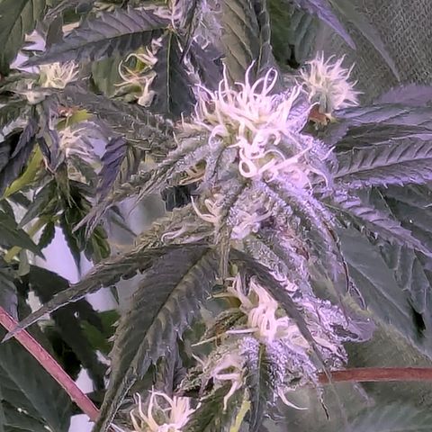White Widow growlog timeline photo
