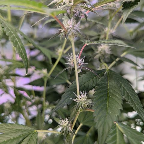 White Widow growlog timeline photo