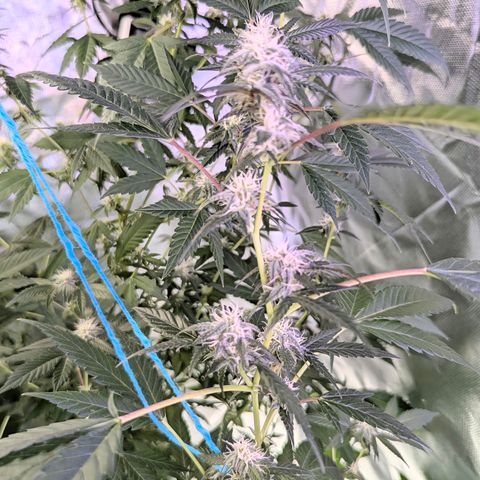 White Widow growlog timeline photo