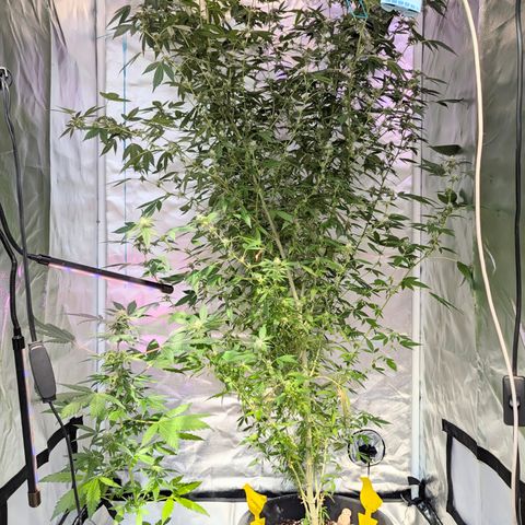 White Widow growlog timeline photo