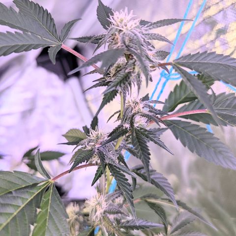 White Widow growlog timeline photo