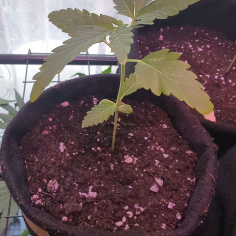 Quick One 2 growlog timeline photo