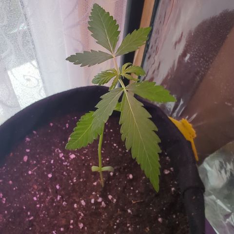 Diesel Automatic growlog timeline photo