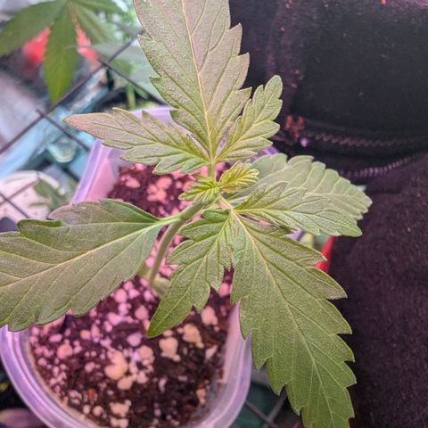 Diesel Automatic 2 growlog timeline photo