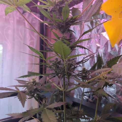 Special Queen #1 growlog timeline photo