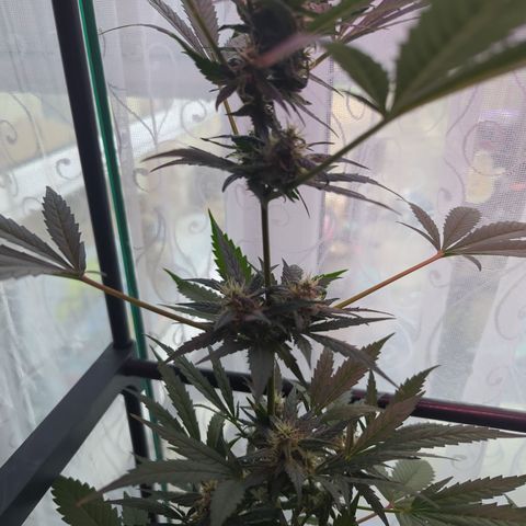 Quick One growlog timeline photo