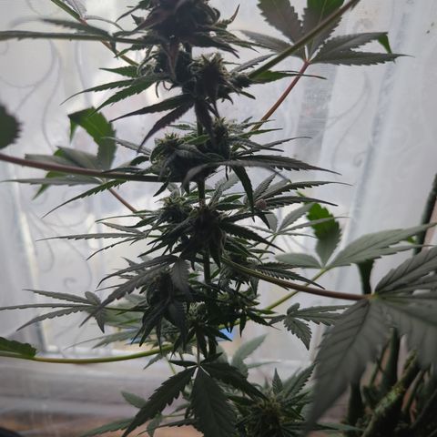 Sherbet Queen Automatic growlog timeline photo