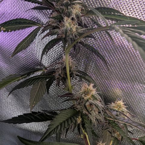 White Widow growlog timeline photo