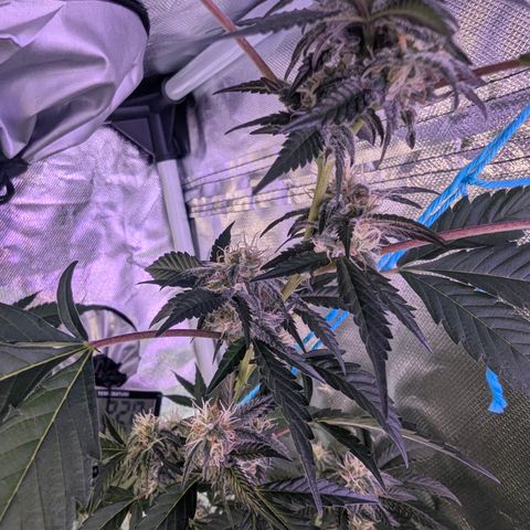 White Widow growlog timeline photo