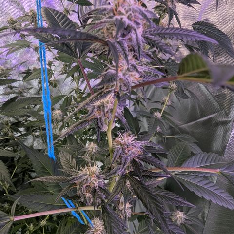 White Widow growlog timeline photo