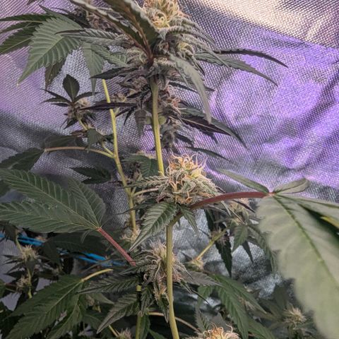 White Widow growlog timeline photo