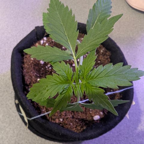 Diesel Automatic 2 growlog timeline photo