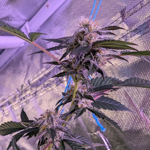 White Widow growlog timeline photo
