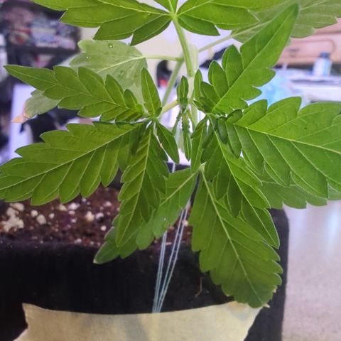 Quick One 2 growlog timeline photo