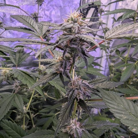 White Widow growlog timeline photo