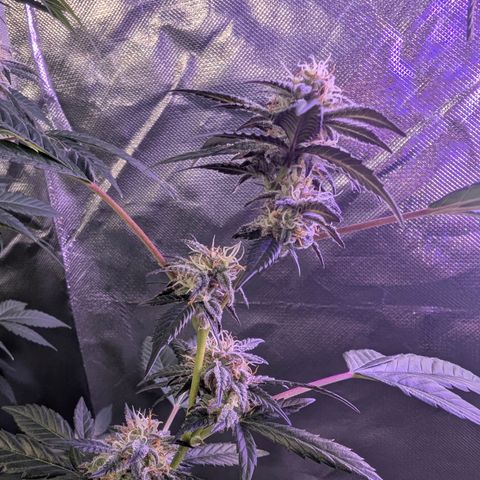 White Widow growlog timeline photo