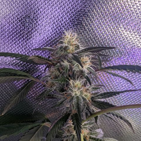White Widow growlog timeline photo