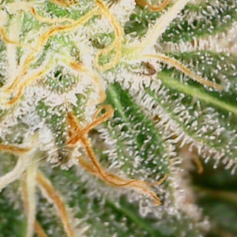 White Widow growlog timeline photo