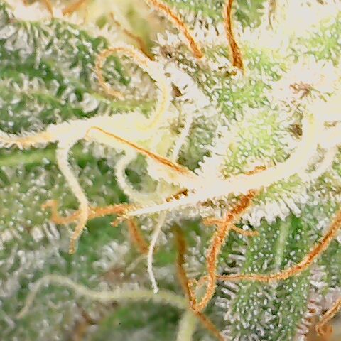 White Widow growlog timeline photo