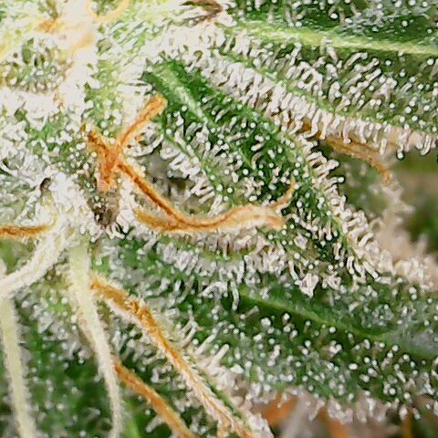 White Widow growlog timeline photo